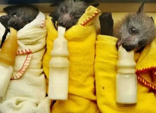 Дом летучих мышей