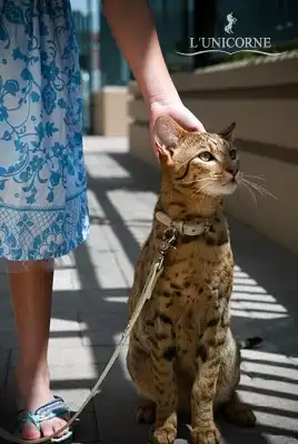 Самые редкие и дорогие кошки в мире