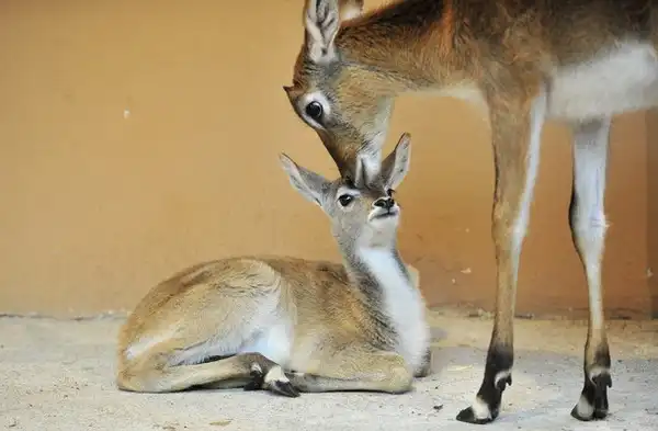 Братья наши меньшие