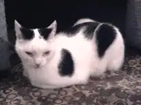 найден бело-черный кот! Фрунзе!