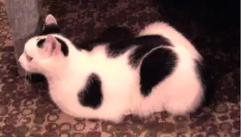 найден бело-черный кот! Фрунзе!