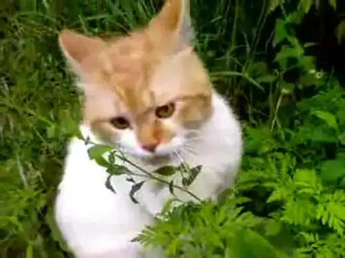 Кота торкнуло! или "Зацепило?)-часть2"