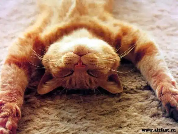 Мысли перед смертью.