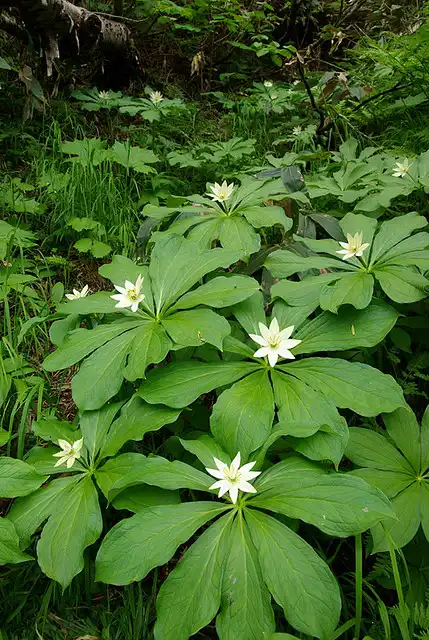 Самый длинный код ДНК