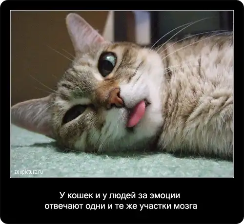 Интересные факты о кошках в картинках (58 фото)