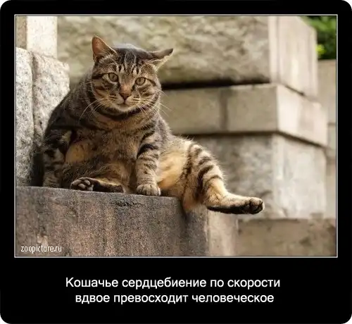 Интересные факты о кошках в картинках (58 фото)