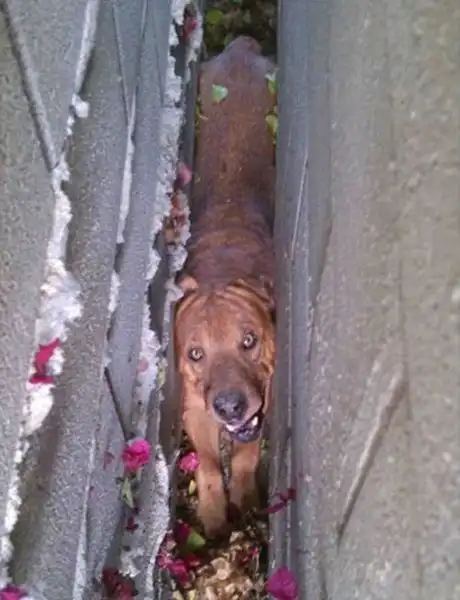 Пес застрял