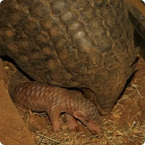 Ящерица?.. Муравьед?.. Панголин!