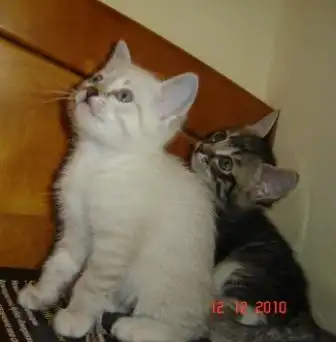 Ума и Фима принесут в ваш дом тепло и радость!