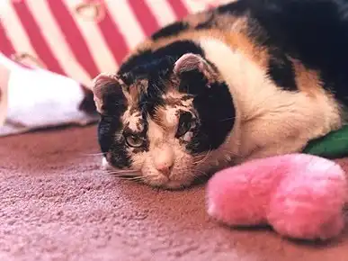 Скарлетт - кошка героиня!..