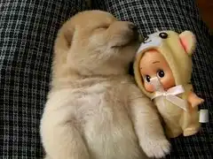 Спящий щенок