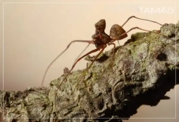 Мадагаскарский паук-убийца