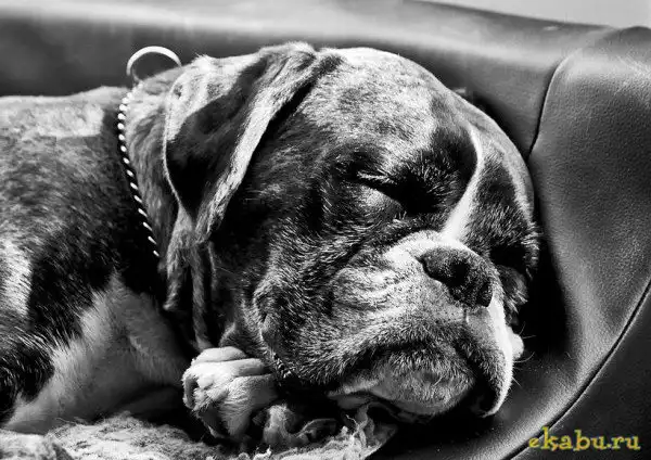 Черно-белые фотографии собак