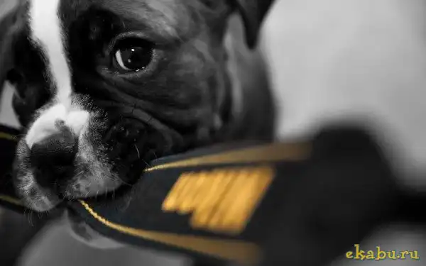 Черно-белые фотографии собак