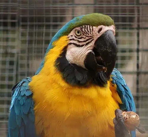 Говорят Vosarat изменился стал хуже, добрее так? + опрос