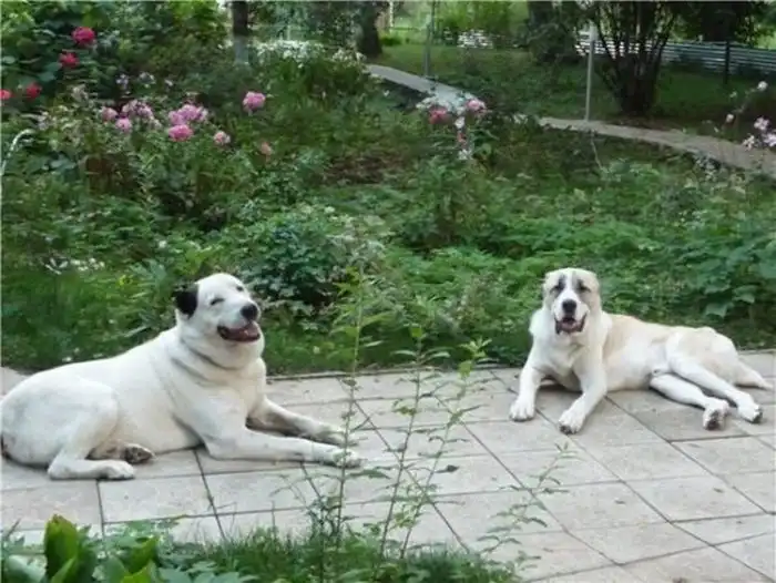 Бездомные собаки до и после