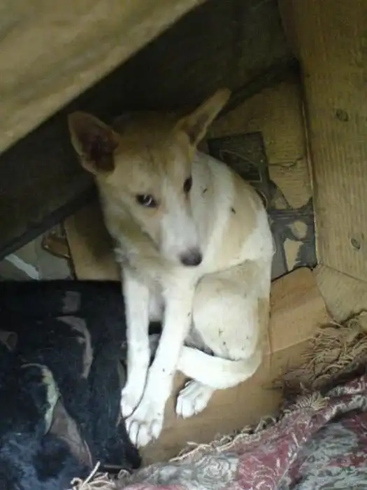 Бездомные собаки до и после