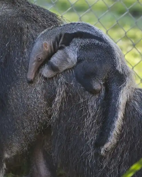 Детеныш гигантского муравьеда