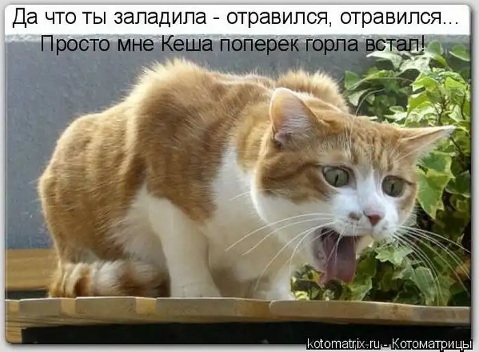 Лучшие котоматрицы недели