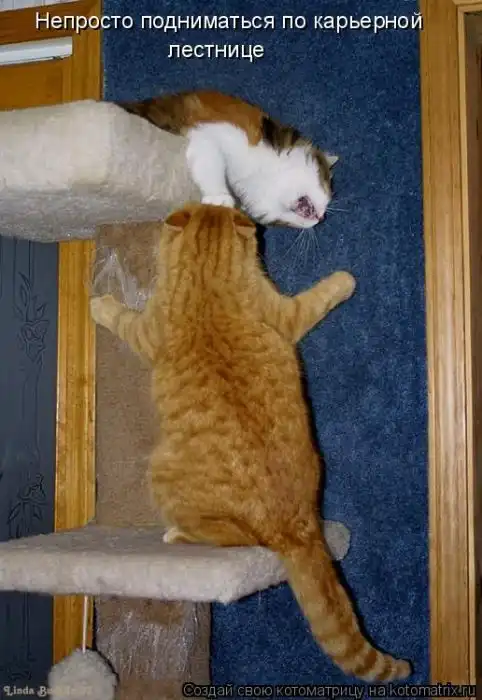 Лучшие котоматрицы недели