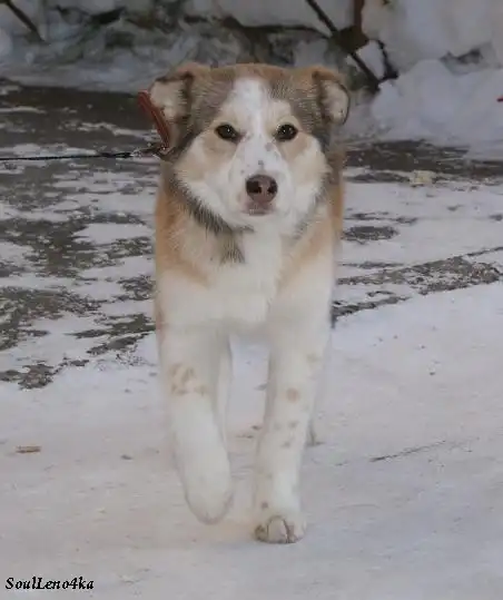 Щенок - девочка. 4 мес. КРАСАВИЦА!!!