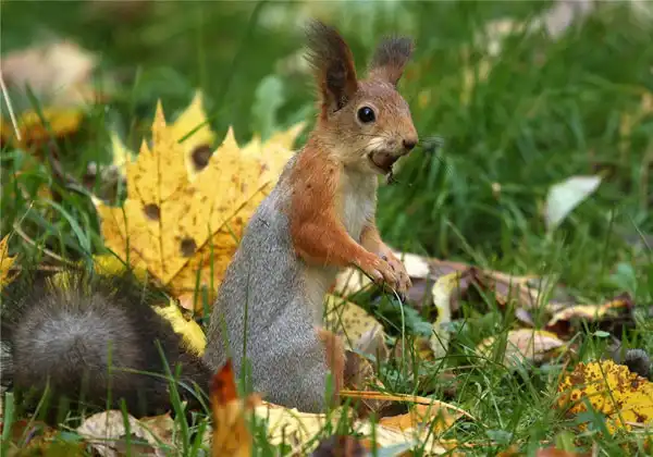 Позитивная подборка животных