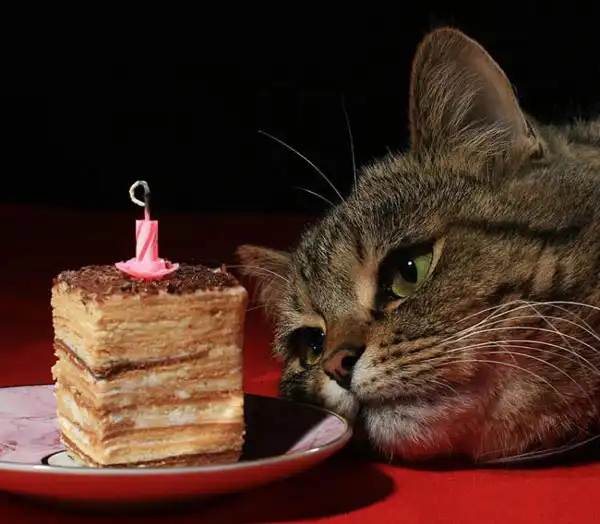 Позитивные кошки