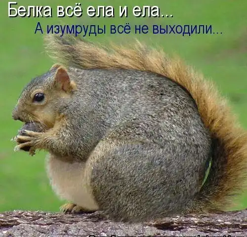 Котоматрицы