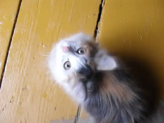 Котенок в добрые руки