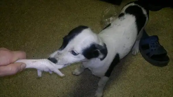 Собачка для квартиры