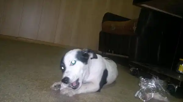 Собачка для квартиры