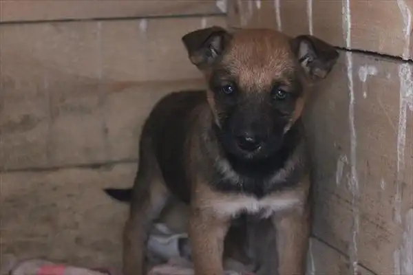 Щеночки для охраны и не только