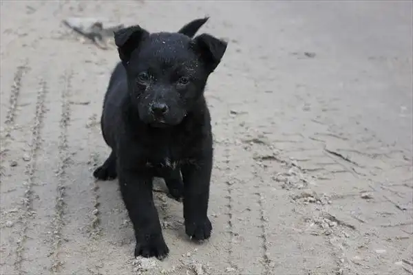 Щеночки для охраны и не только
