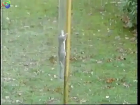 Супер белка воспитаная спецназом