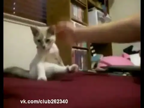 Деловой кошак!