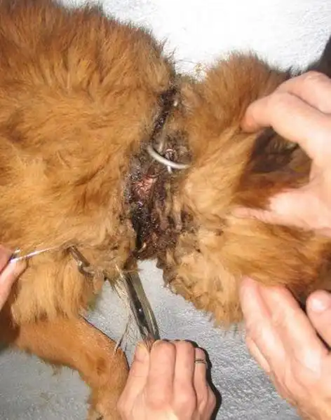 Удаление вросшего строгого ошейника