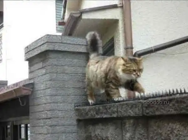 Тернистый путь к любимой(мини пост)