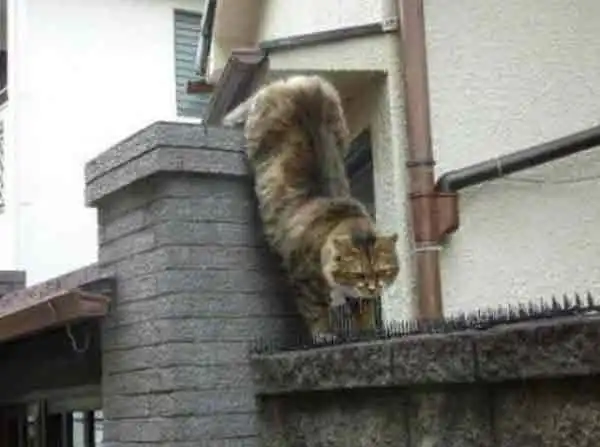 Тернистый путь к любимой(мини пост)