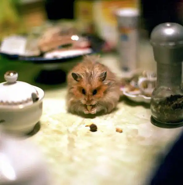 Забавные зверушки