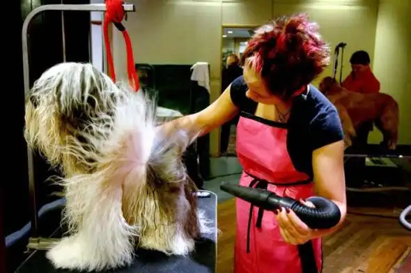 Выставка собак