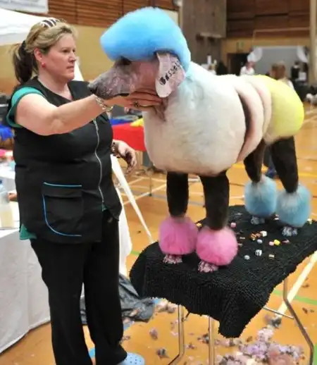 Гламурный груминг собак