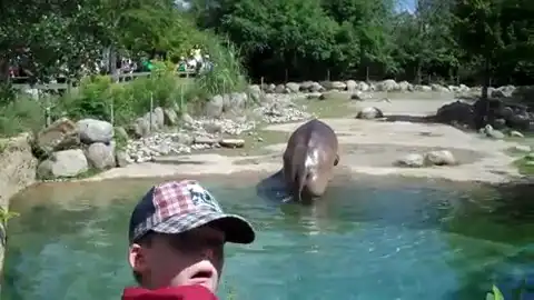 Гиппопотам в процессе.