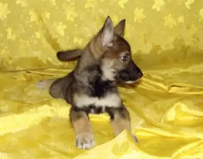 Щенки-девочки