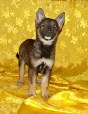 Щенки-девочки