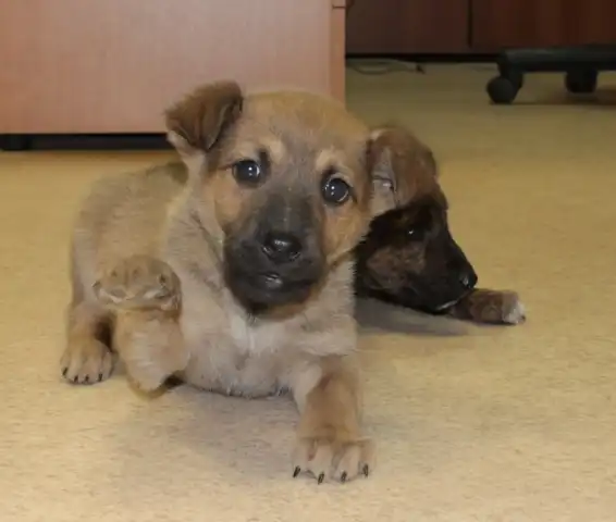 Малыши-щенки в добрые руки!