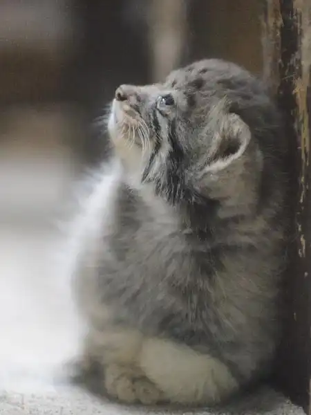 Детеныши манулов