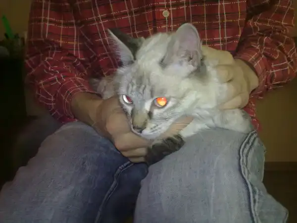 Потерялась кошка!!! Помогите!