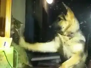 Мурзик, давай займемся боксом?)