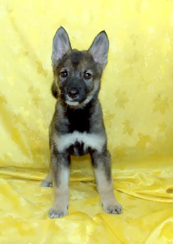 Щенки в добрые руки