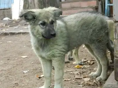 Щенки 4 месяца